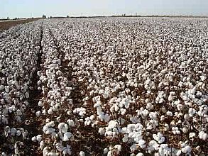 國(guó)際棉價(jià)再創(chuàng)新低 新疆棉供給趨緊